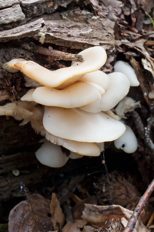 Crepidotus applanatus